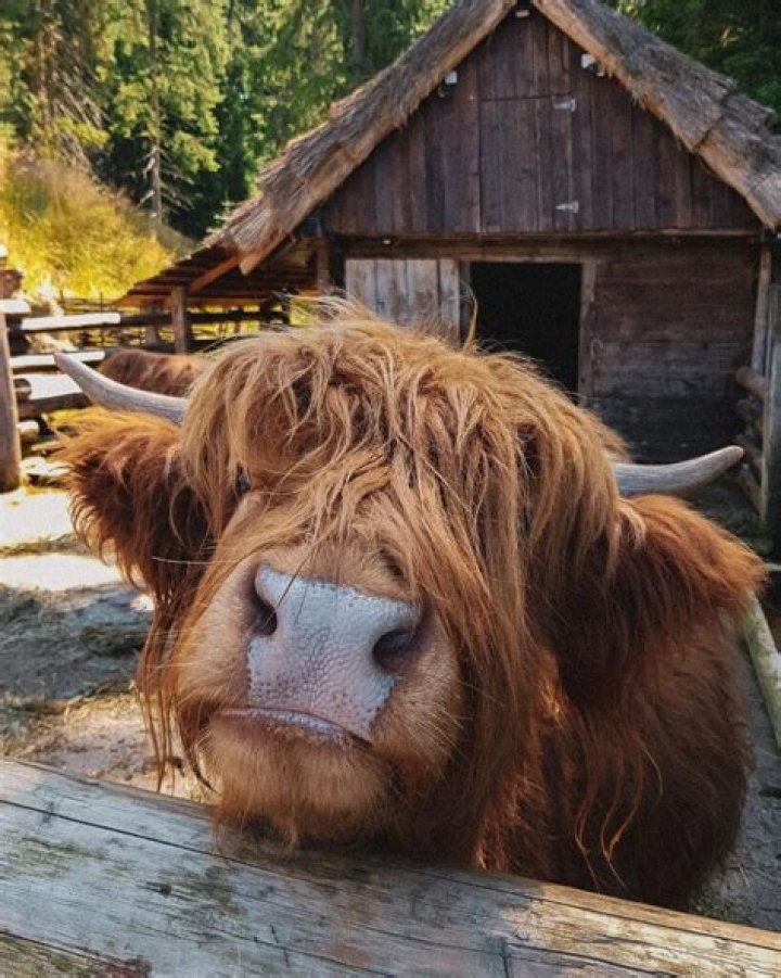 Are Highland Cows Dangerous? Exploring the Truth Behind Their Gentle Nature