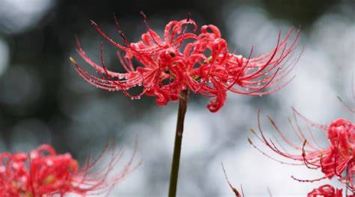 Are Red Spider Lilies Poisonous to Humans? Unveiling the Truth