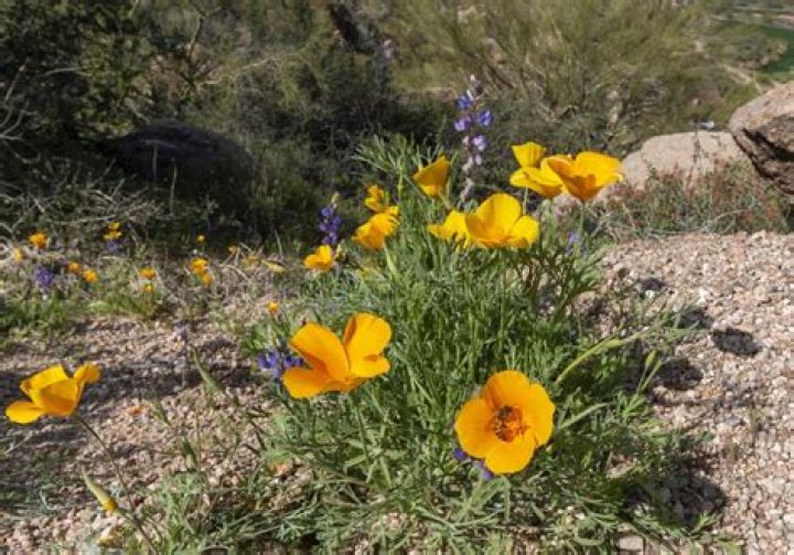 Arizona Poppy: A Vibrant Symbol of the Desert