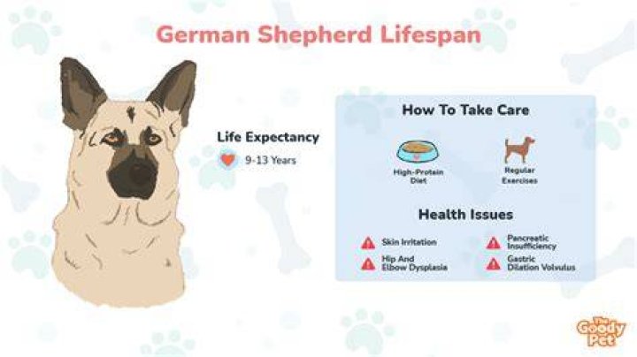 Average Lifespan of a German Shepherd: A Comprehensive Guide