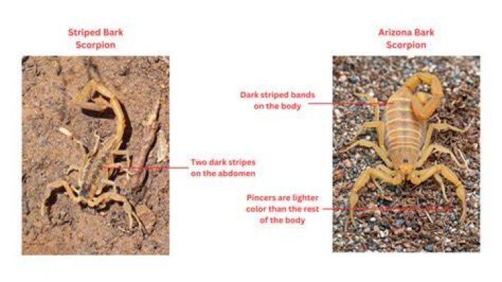 BarkCorpions Las Vegas: The Ultimate Guide to Understanding and Managing Bark Scorpions in Sin City