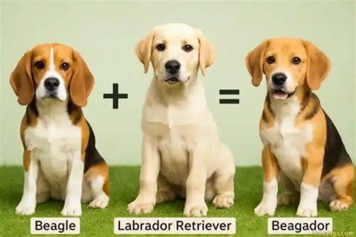 Beagle &amp; Labrador Retriever Mix: The Ultimate Guide to This Adorable Hybrid