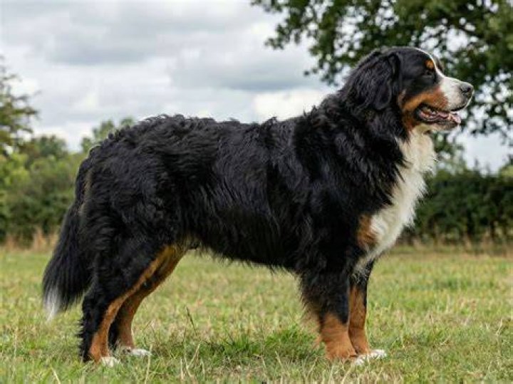Berner: The Revolutionary Dog Breed Shaping Modern Families