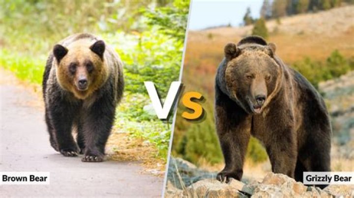 Brown Bear vs Grizzly Bear: Understanding the Key Differences