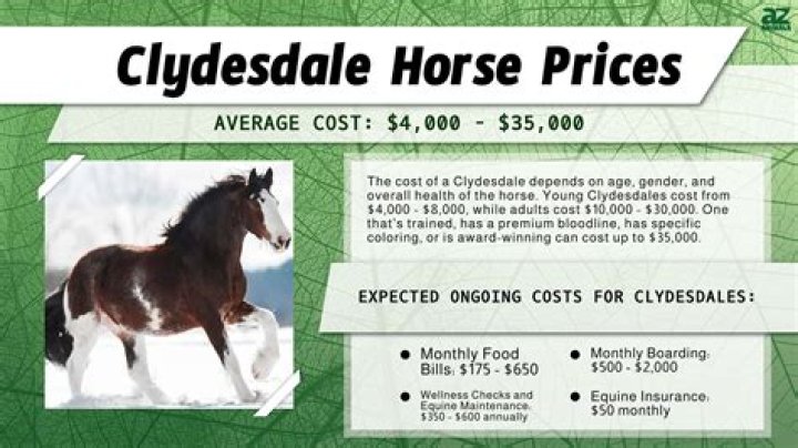 Budweiser Clydesdale Horse Price: A Comprehensive Guide