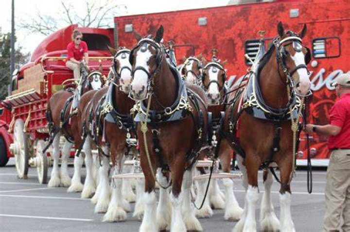 Budweiser Clydesdales Price: A Comprehensive Guide to Owning These Iconic Horses
