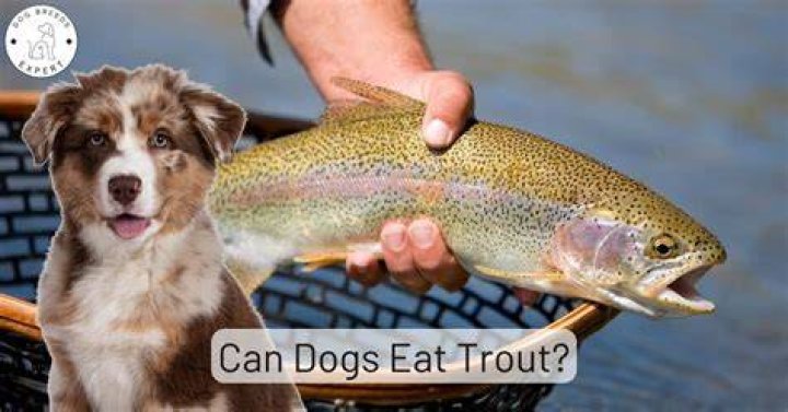 Can Dogs Have Trout? A Comprehensive Guide for Dog Owners