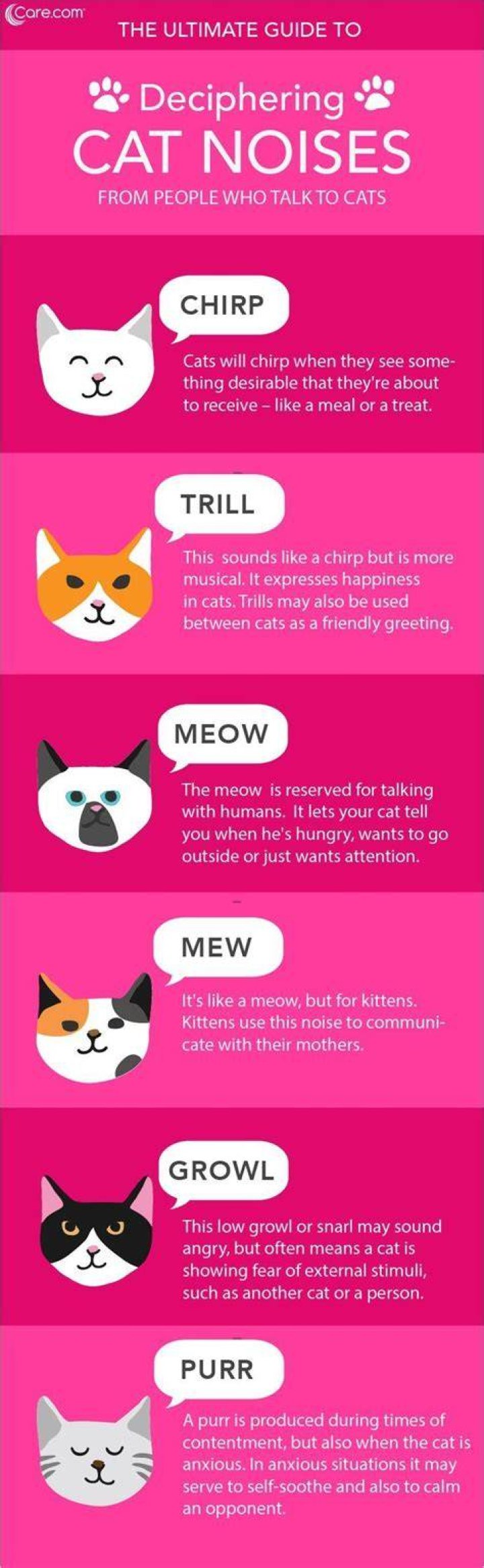 Cat Noises: What They Mean and How to Understand Your Feline Friend