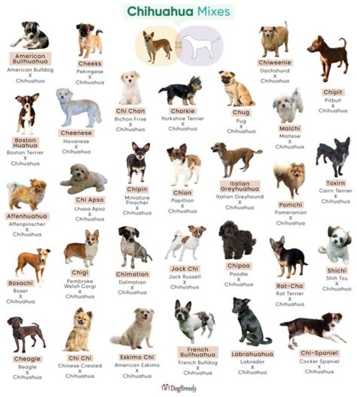 Chihuahua Mix Dog Breed: The Ultimate Guide to Mixed Chihuahua Dogs