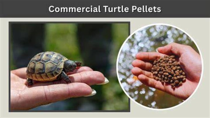 Commercial Turtle Food: A Comprehensive Guide for Optimal Turtle Health