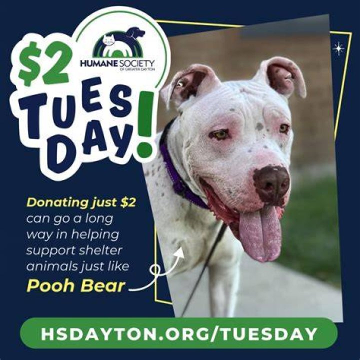 Dayton Humane Shelter: A Beacon of Compassion for Animals in Need