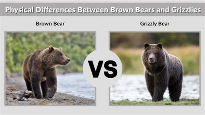Difference Between a Brown Bear and Grizzly: A Comprehensive Guide
