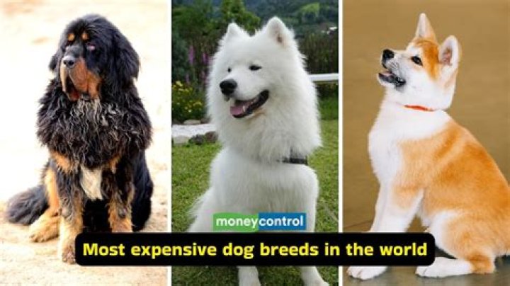 Discover the Most Expensive Dog Breeds in the World