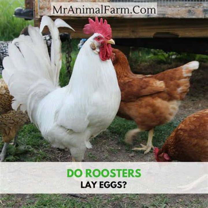 Do I Need a Rooster for Chickens to Lay Eggs? A Comprehensive Guide