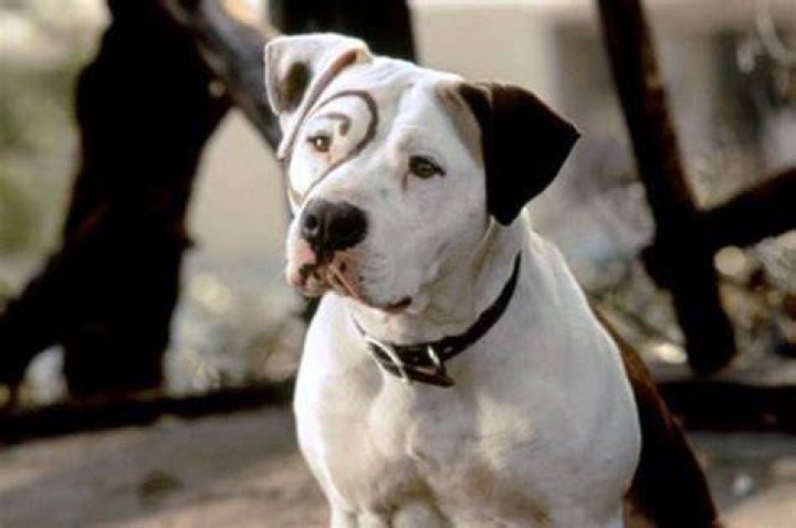 Dog of Little Rascals: A Comprehensive Look at Petey, the Iconic Character