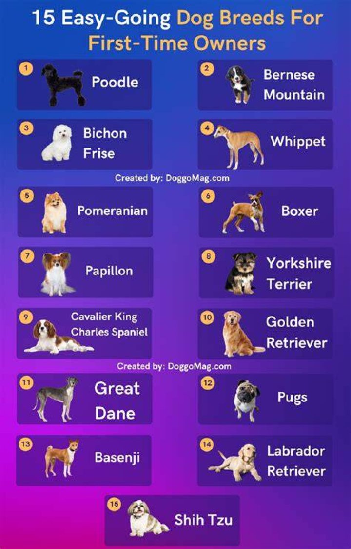 Easy Breeds of Dogs to Take Care Of: The Ultimate Guide for First-Time Owners
