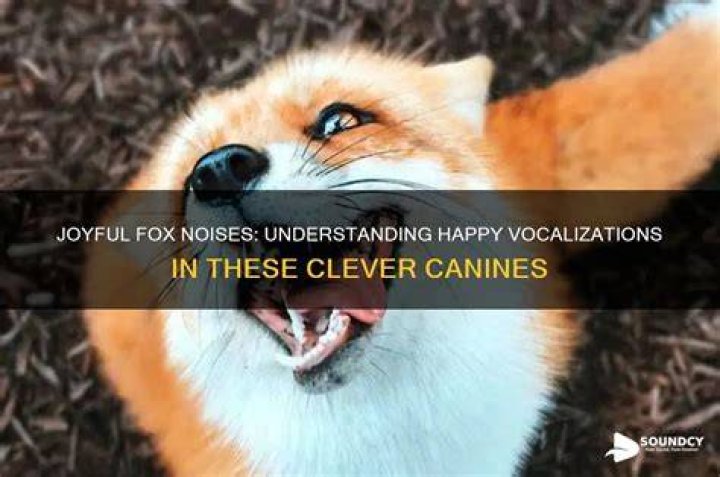 Fox Vocalizations: Understanding the Communication of These Elusive Creatures