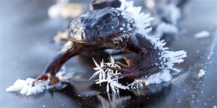 Frosty Frogs: The Chilling Wonders of Nature's Frozen Amphibians