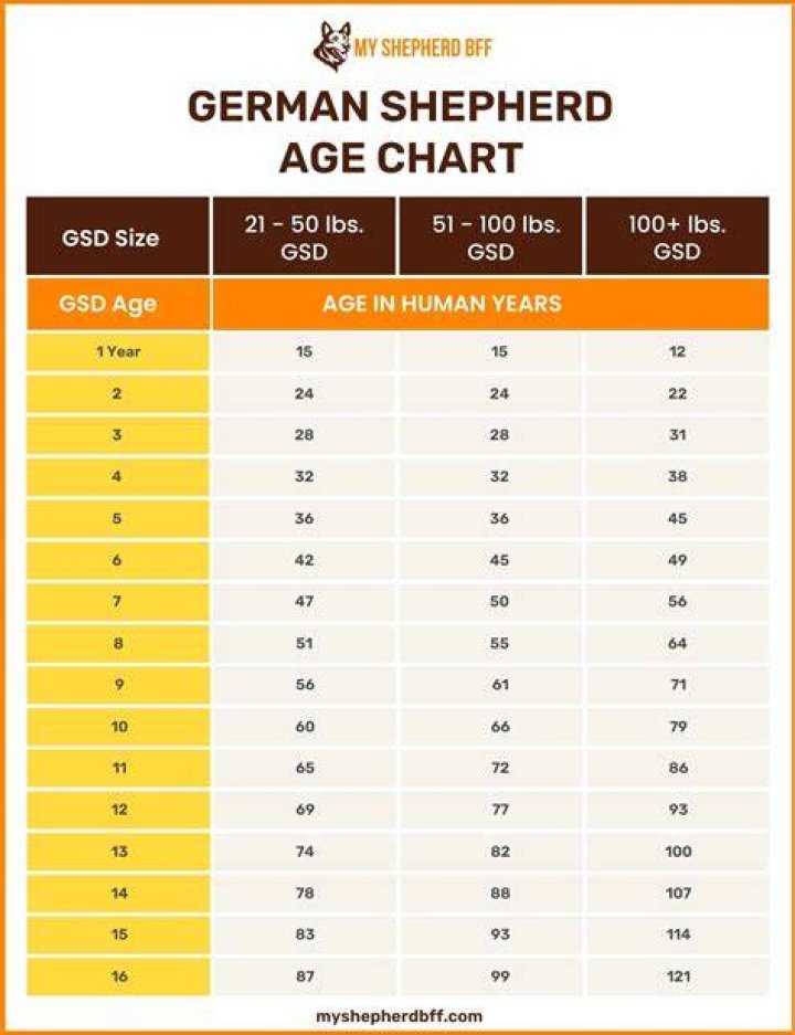 German Shepherd Life Expectancy: Understanding Their Lifespan and How to Extend It