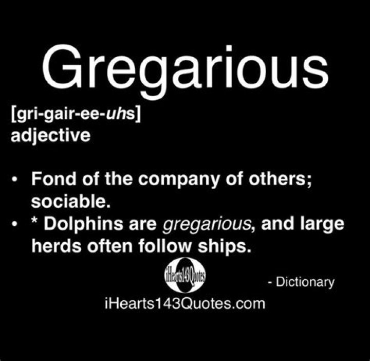 Gregarious Definition: Understanding the Art of Sociability and Its Impact on Life