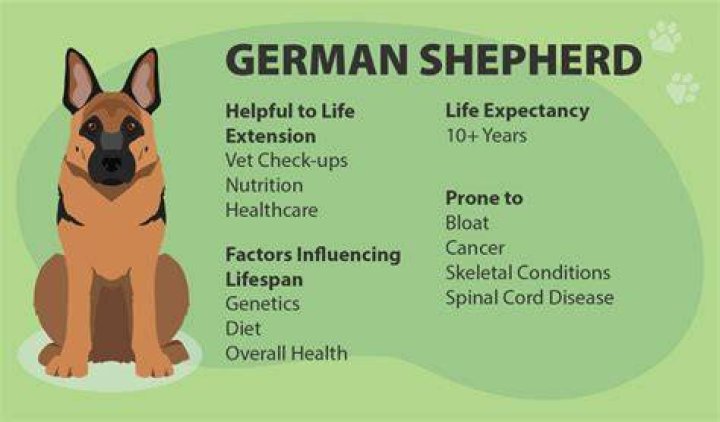 GSD Lifespan: Understanding the Life Expectancy of German Shepherds