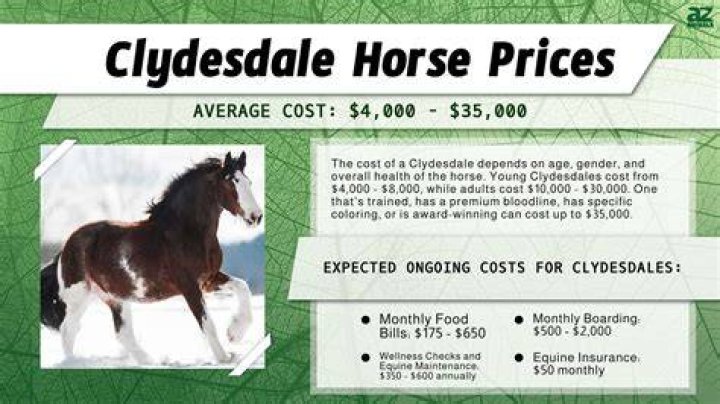How Much Does a Clydesdale Horse Cost? A Comprehensive Guide for Enthusiasts