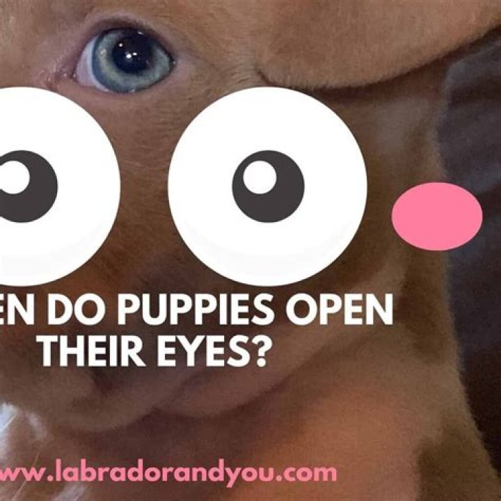 How Old When Puppies Eyes Open: A Comprehensive Guide for Dog Owners