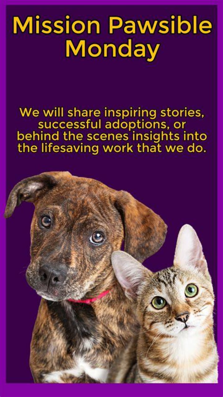 Humane Society Pomona: A Beacon of Compassion for Animals in Need