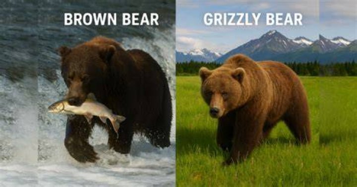 Is Brown Bear and Grizzly the Same? Exploring the Fascinating World of Ursus Arctos
