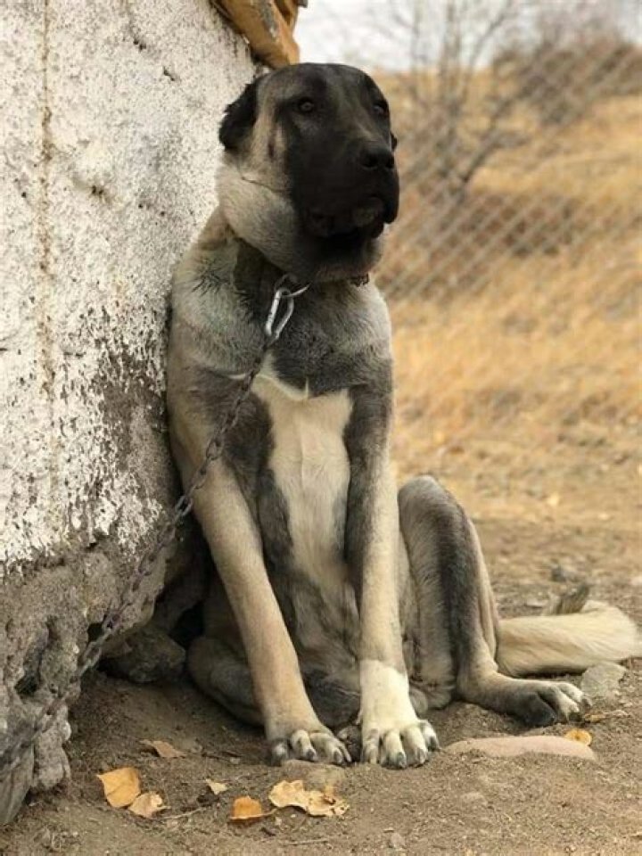 Kangal Shepherd Dog: The Majestic Guardian and Companion