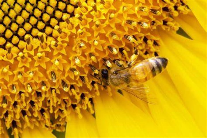 Lappe's Beeupply: The Ultimate Guide to Nature's Sweet Wonder