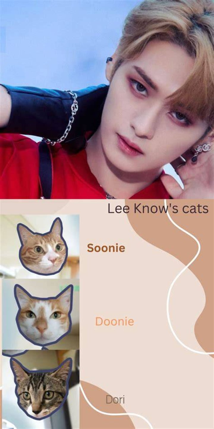 Lee Know's Cats Name: A Comprehensive Guide to Understanding the Fandom and Beyond