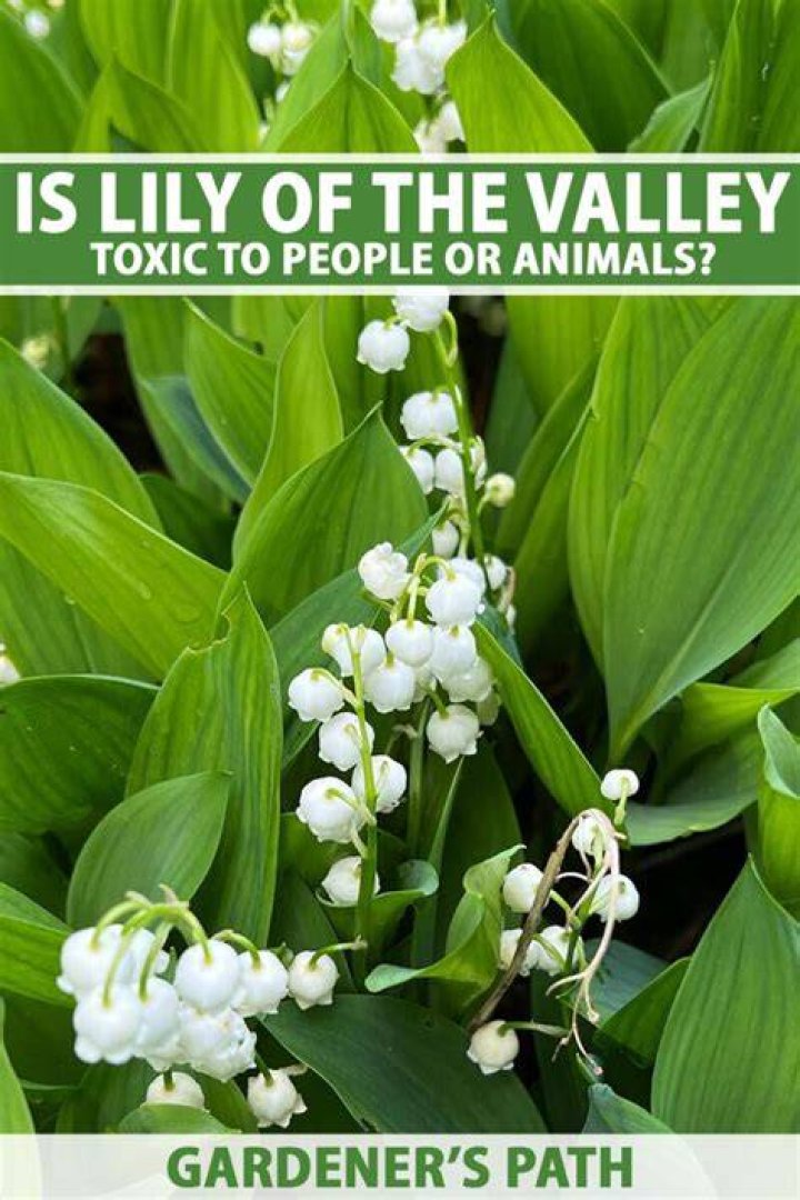 Lily of the Valley Poisonous: A Comprehensive Guide to Understanding Its Risks and Safety