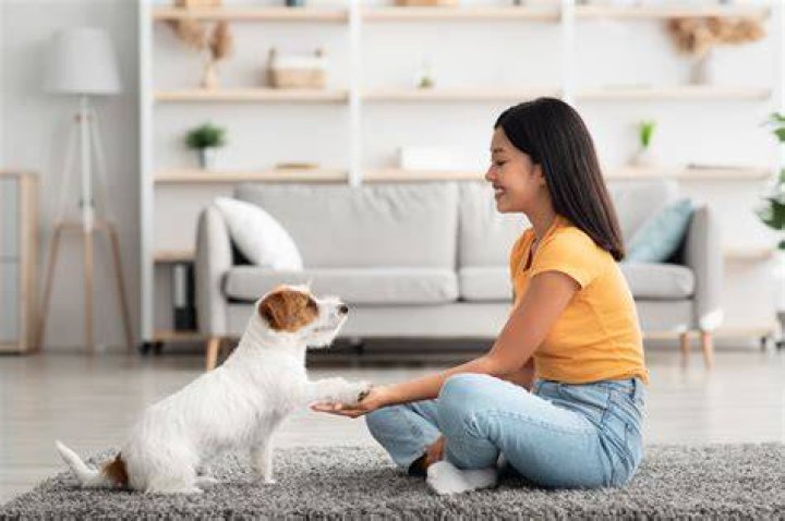 Loyal Companion Pet: Your Ultimate Guide to Finding the Perfect Furry Friend