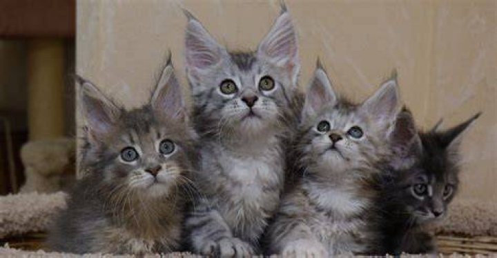 Maine Coon Cat For Sale Maryland: Your Ultimate Guide