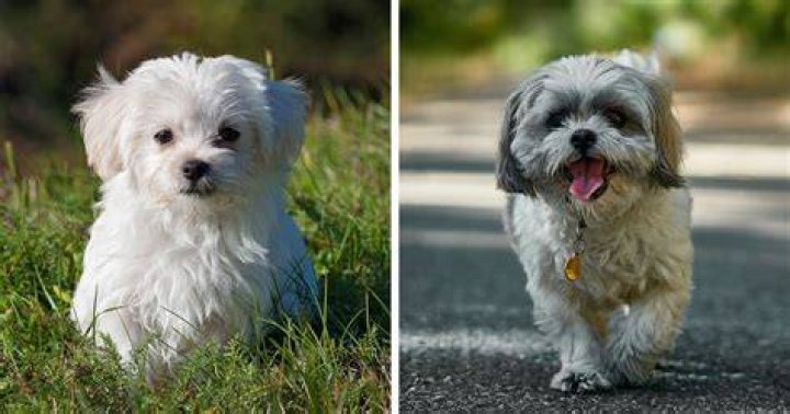 Maltese Maltese Hih Tzu: The Ultimate Guide to This Adorable Companion Dog