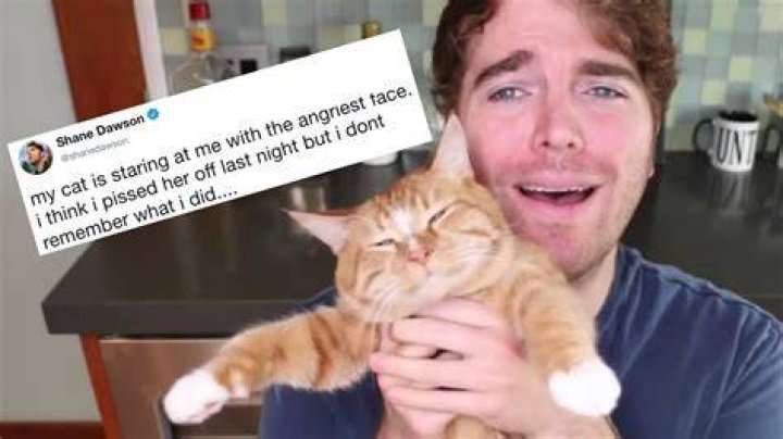 Shane Dawson's Cat Controversy: The Truth Behind What Happened
