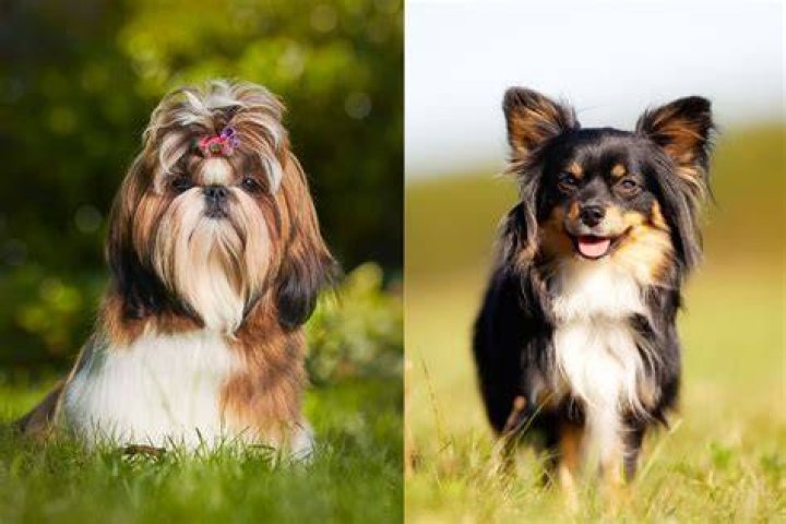 Shih Tzu with Chihuahua Mix: The Ultimate Guide to Understanding and Caring for Your Shih Chi