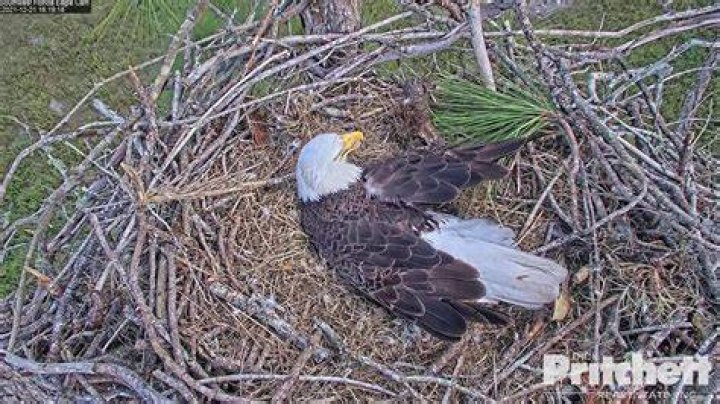 Southwest Eagle Cam Live Feed: Your Ultimate Guide to Experience Nature's Majesty