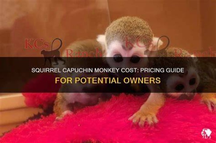 Squirrel Monkey Cost: A Comprehensive Guide to Owning and Caring for These Fascinating Primates
