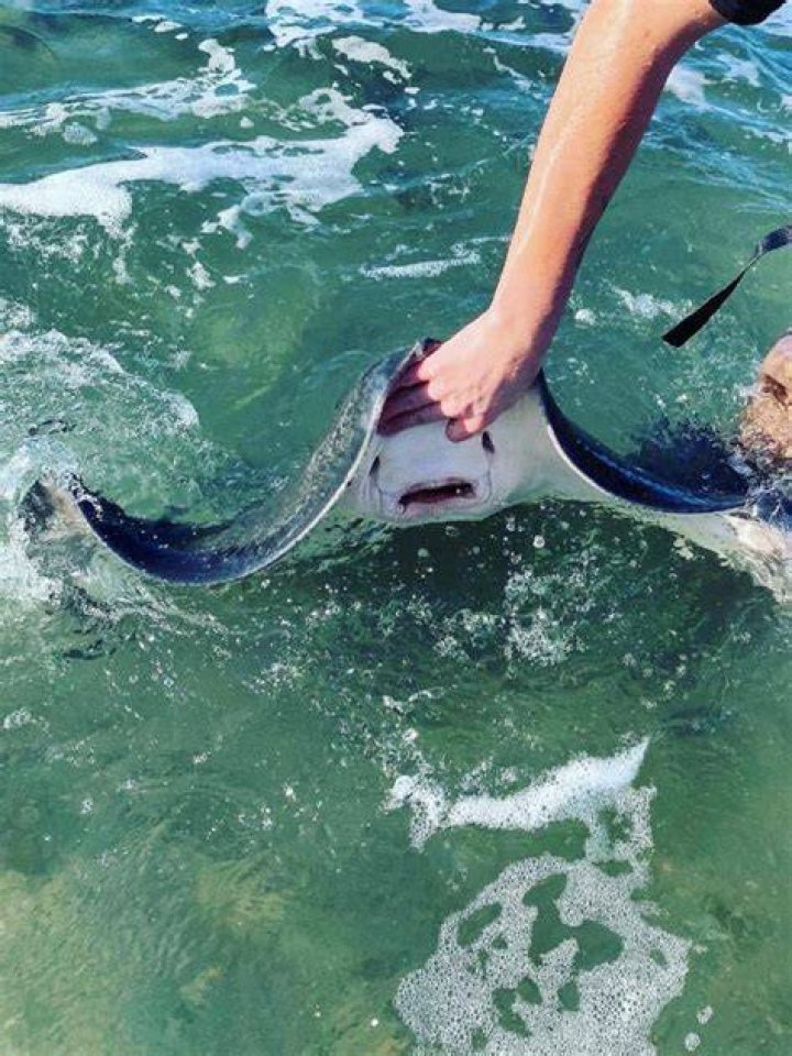 Stingray Death: Understanding the Causes, Prevention, and Conservation Efforts