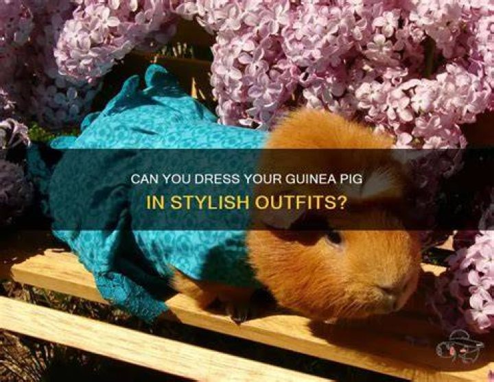 Stylish and Comfortable Outfits for Guinea Pigs: A Comprehensive Guide