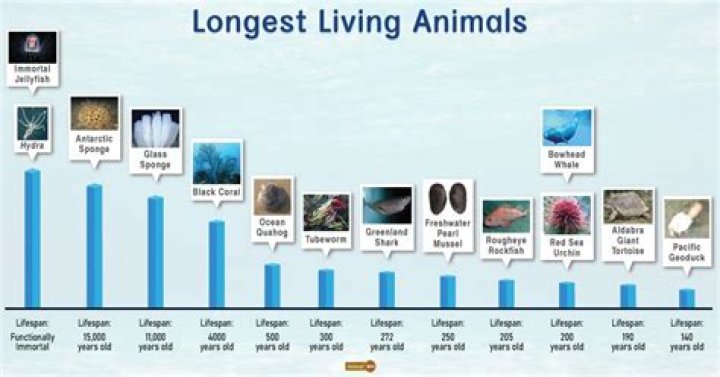 The Longest Living Animal: Unveiling the Secrets of Nature's Timeless Creatures