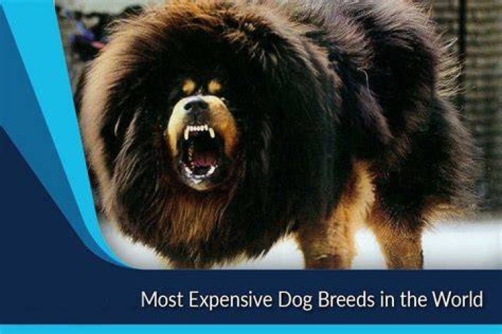 The Most Expensive Dog Breed in the World: A Comprehensive Guide