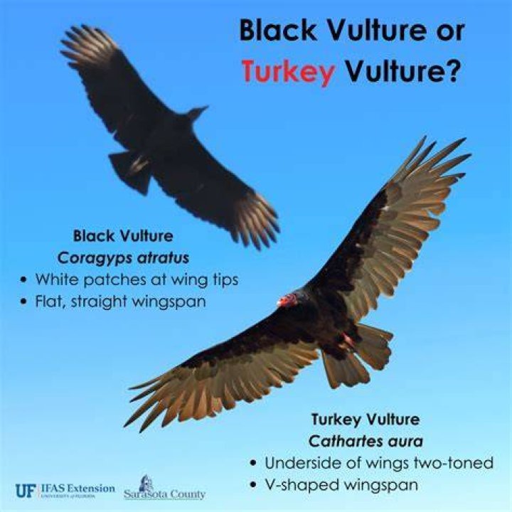 Turkey Vulture vs Human: A Comparative Analysis of Physical, Behavioral, and Ecological Traits