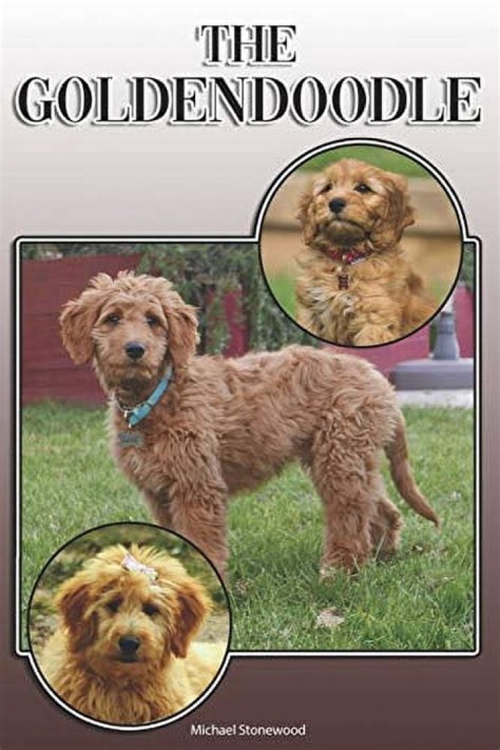 Understanding the Lifespan of Goldendoodle: A Comprehensive Guide for Owners