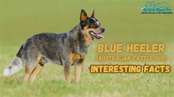 Unveiling the Fascinating History of Blue Heelers