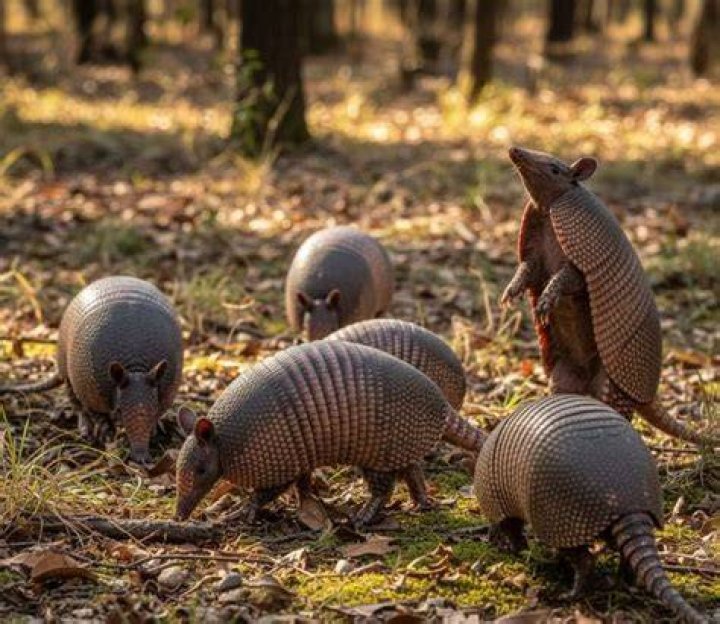 Unveiling the Remarkable Adaptations of Armadillos