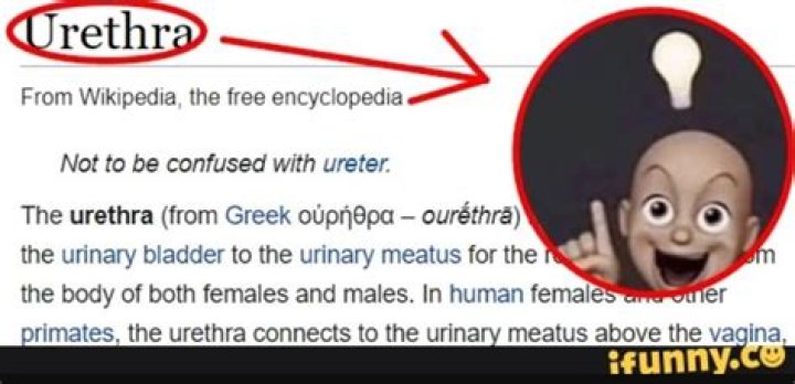 Urethra Meme: A Comprehensive Guide to Its Origins, Popularity, and Cultural Impact