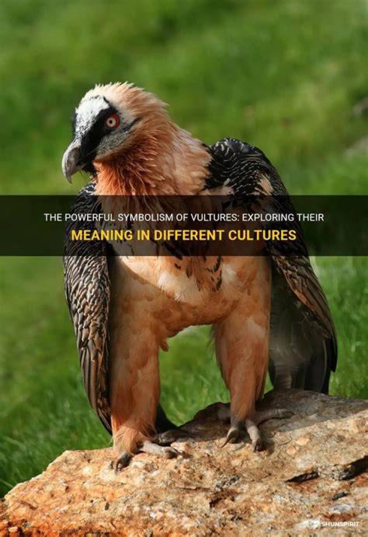 Vultures in Cartoons: Exploring Their Role, Symbolism, and Cultural Impact